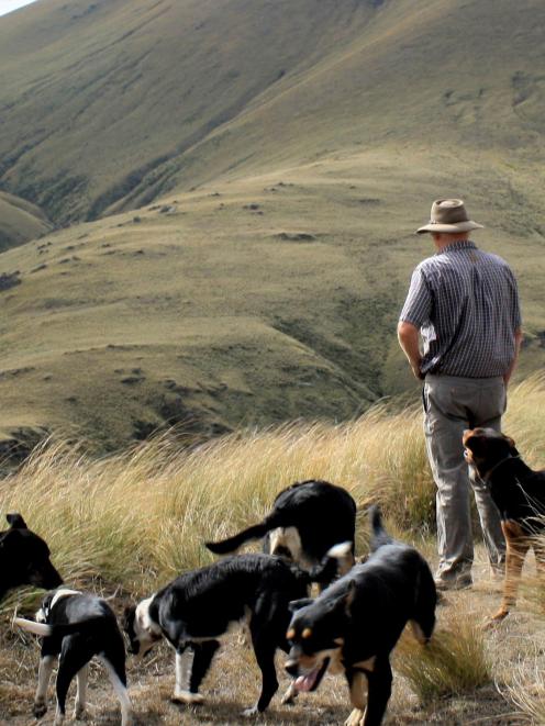 Provenance Meat’s David Crutchley at work on Shortlands Station.PHOTO: SUPPLIED