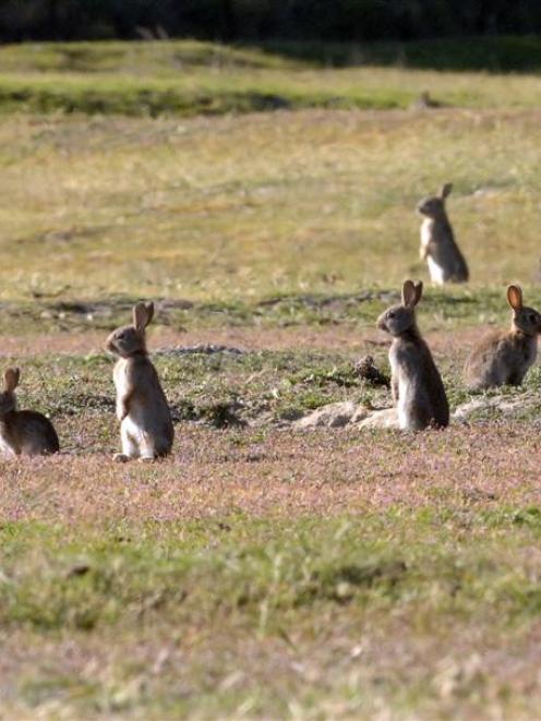 Farmers may seek a reclassification of rabbits as a pest of national importance. Photo by Stephen...