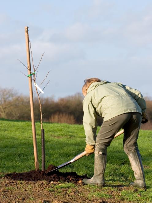 It's an ideal time of year for planting apple trees. Photo: Getty Images 