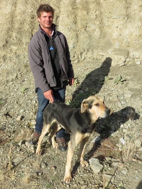 Huntaway Ben and his owner George Sheild watch competitors in the North Otago Centre dog trialling championships at Earnscleugh Station last week. More than a year earlier the dog had disappeared during an annual muster and he survived in the ranges until