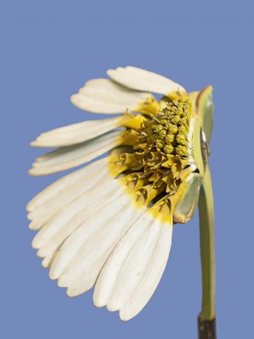 #118 Anthemis cotula, Fetid Chamomile, by Marion Wassenaar