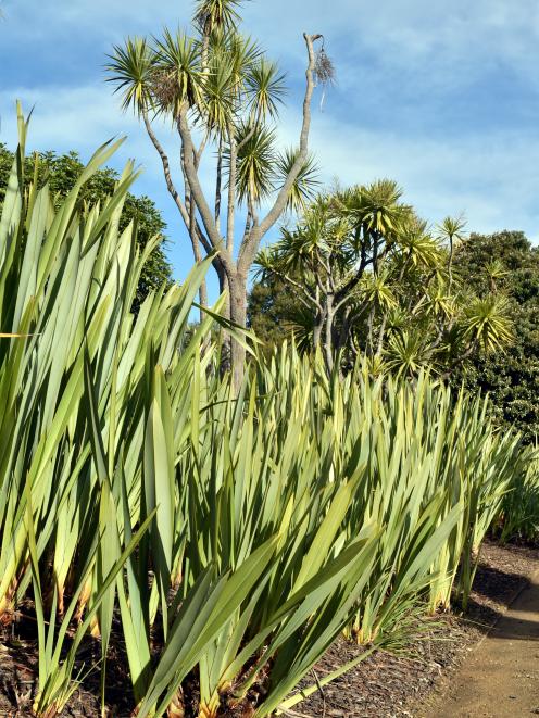 Native flax at Dunedin Botanic Garden. 