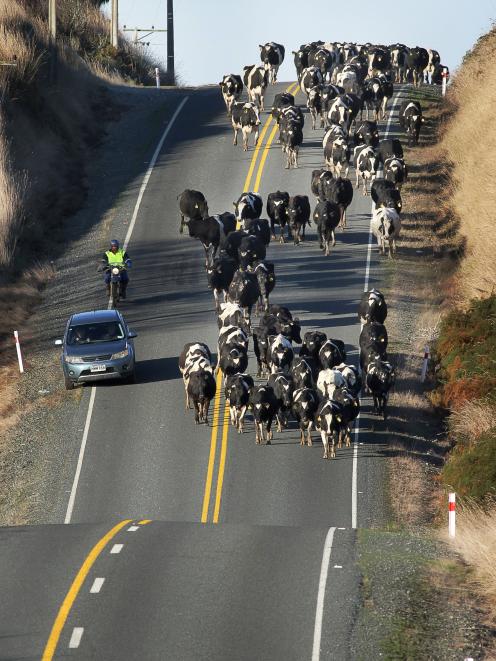 Rabobank is holding its new season farm-gate milk price forecast; pictured, motorists carefully...