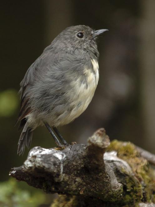 A South Island robin, one of which was recently spotted at Ross Creek. PHOTO: STEPHEN JAQUIERY