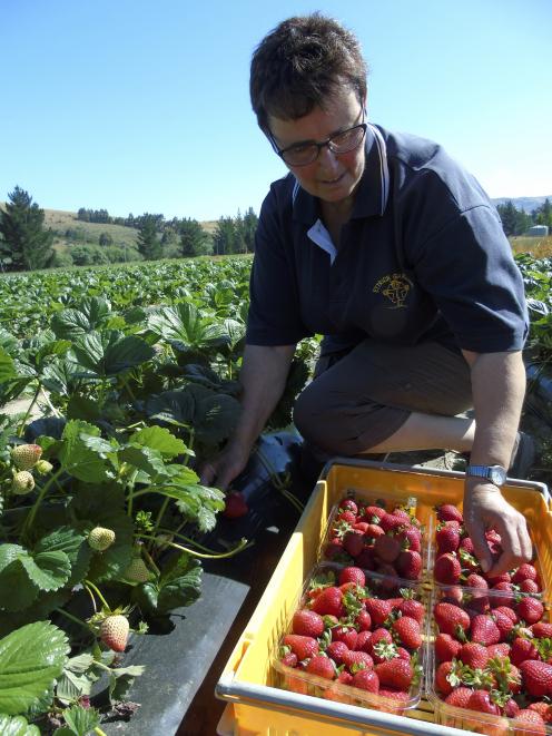 Heather Preedy, who with husband John Preedy owns Ettrick Gardens, collects fresh Central Otago strawberries for market during a previous season. Photo: Otago Daily Times