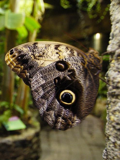 An owl butterfly.