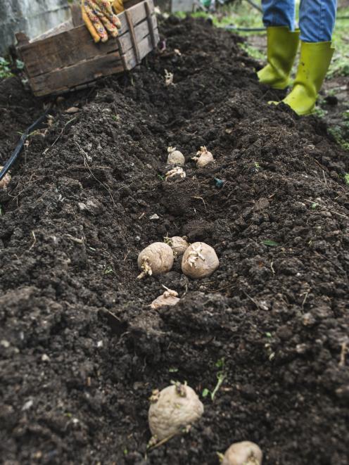 August is the time to get your Christmas new potatoes in the ground.  Photo: Getty Images 