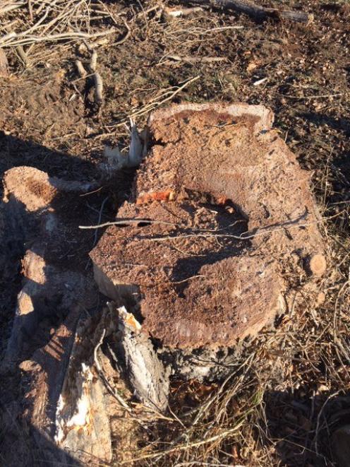 A rotten tree base. Photo: NZTA