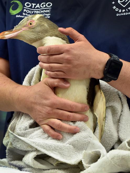 One of the many yellow-eyed penguins the facility has patched up over the years. PHOTO: CHRISTINE...
