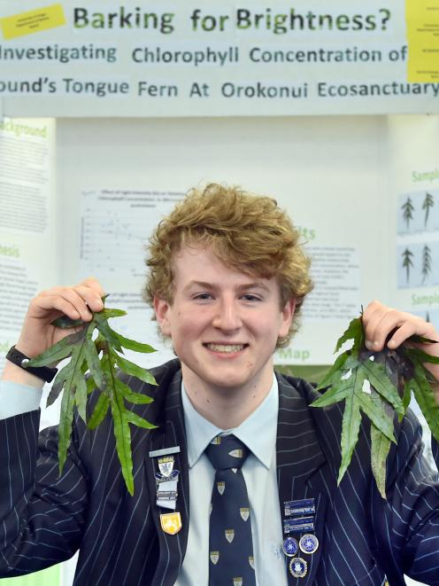 King's High School pupil Aaron Hewson with some of the Hound's Tongue Ferns he studied for his award-winning research at the recent Aurora Energy Otago Science and Technology Fair. Photo: Peter McIntosh