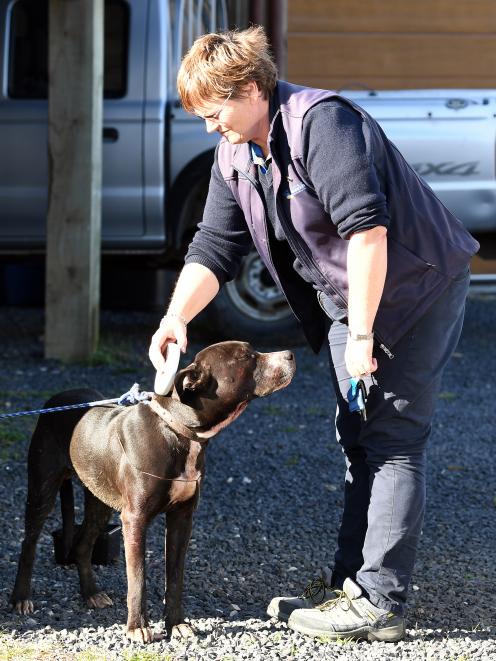 Dunedin City Council animal control officer Karan Whyte checks for a microchip in one of the dogs involved in an attack on sheep in Dunedin yesterday. Photo: Stephen Jaquiery