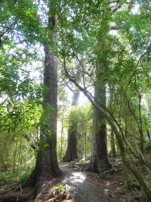 These three impressive Rimu, known as "The Guardians", are best seen when climbing the track, not...