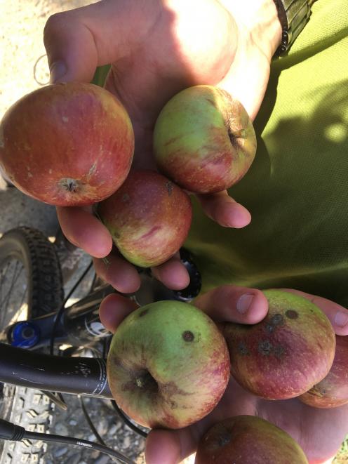 Autumn apples are found near a stretch of the Clutha Gold Cycle Trail, between Roxburgh and the...