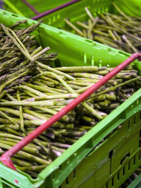 Harvested asparagus. Photo: NZAC