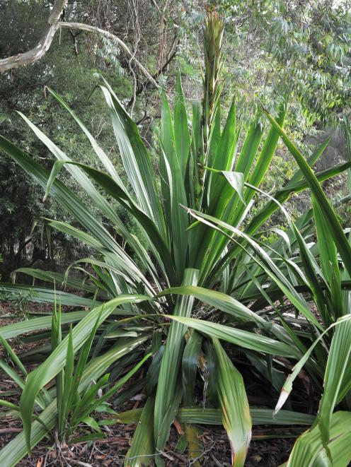 Doryanthes palmeri. Photo: Christine O'Connor 