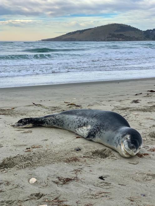 A leopard seal rests at Warrington in July. LeopardSeals.org research assistant Giverny Forbes...