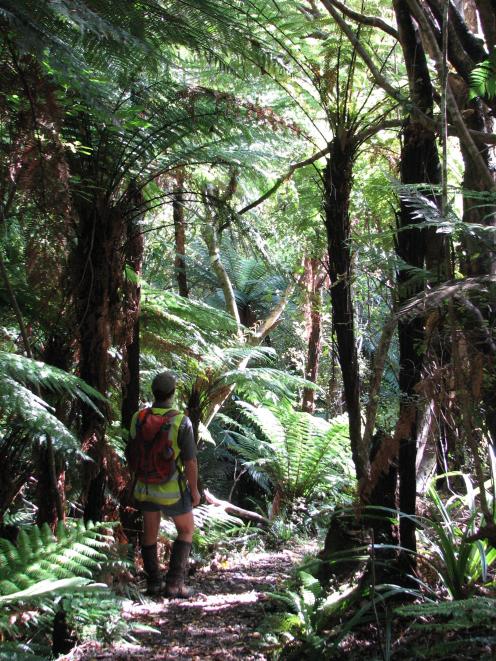 Forest & Bird South Otago chairman Roy Johnstone explores the ‘‘magical’’ Lenz Reserve in the...