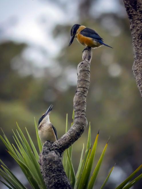 The winning photograph, titled Pair of Kingfishers. Photo: Jack Aubin