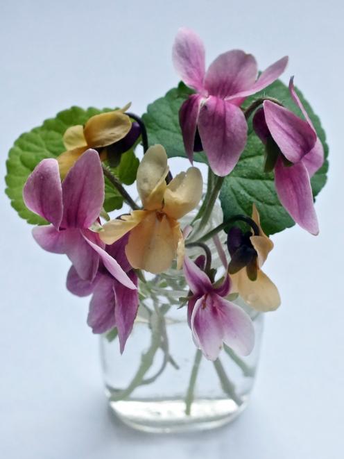 Violets in a pill bottle dug up in the garden. 