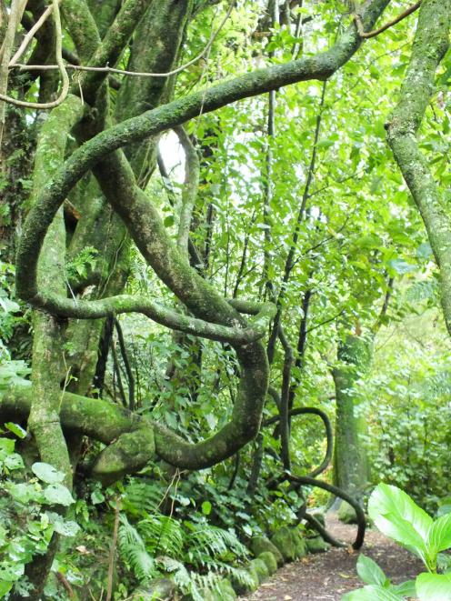 Trunk-like stems of a huge New Zealand passionfruit vine (passiflora tetrandra) on a Taranaki...