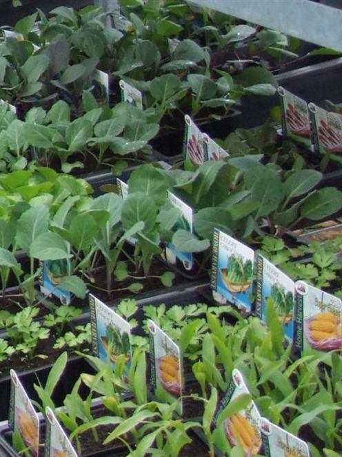 Sales of vegetable seeds, seedlings and gardening products have increased in Timaru in the past...