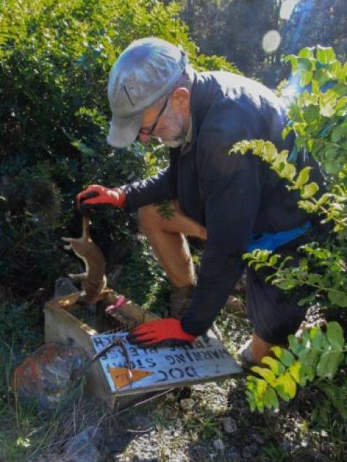 Forest and Bird volunteer John Langley with a stoat at Pipson Creek, Makarora.PHOTO: IAN TURNBULL