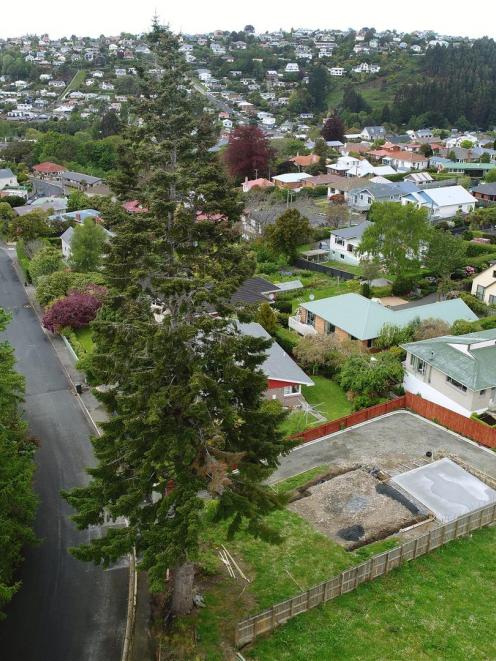 Neighbours are fighting to save a 34m-high European silver fir tree that towers over Ferntree Dr in the Dunedin suburb of Wakari. Photo: Stephen Jaquiery
