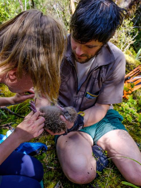Te Anau Doc community ranger Crystal Brindle and Doc Fiordland kiwi ranger Tim Raemaekers fit a...