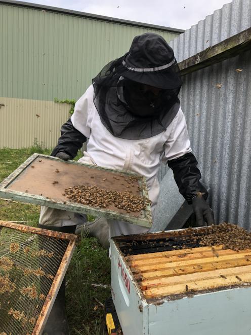 Southland beekeeper Geoff Scott removes bees from an urban Invercargill yard. Photos: Laura Smith