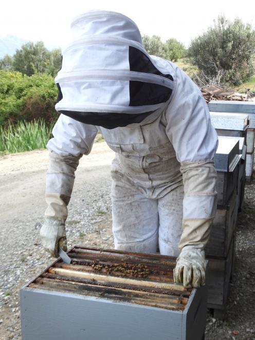 Cromwell beekeeper Sharleen Coker checks her hives. 