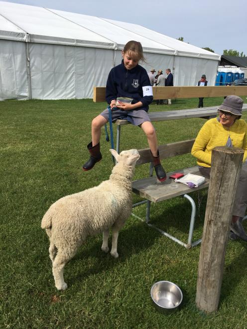 Daizy the lamb is interested in what Southbridge School  pupil Kate Maginness (10)  has in her bag, while mum Taryn looks on. Photo: David HIll