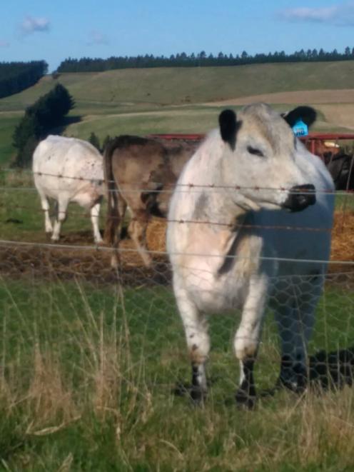 The Smiths’ cattle had blue eartags attached to signify they were to be slaughtered. Photo: Supplied