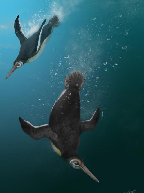 Am artist's impression of Kupoupou stilwelli by Jacob Blokland. Photo: Jacob Blokland
