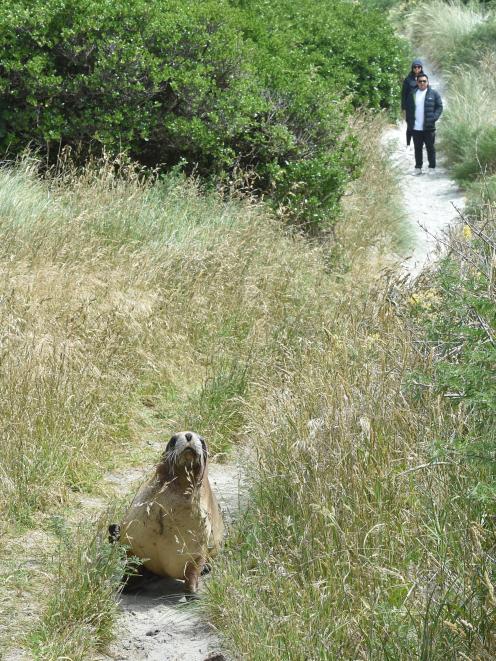 A sea lion moves quickly down a path near Smaills Beach yesterday, while two visitors look on....