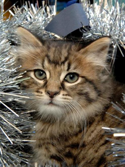 The Otago SPCA has  plenty of cats and kittens awaiting adoption, but warned people to think...