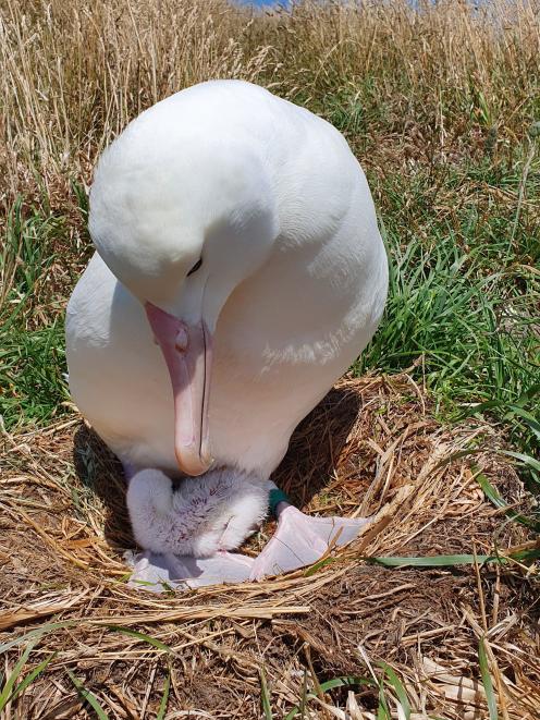 An albatross nurses the first chick hatched at Taiaroa Head this season. PHOTO: DOC