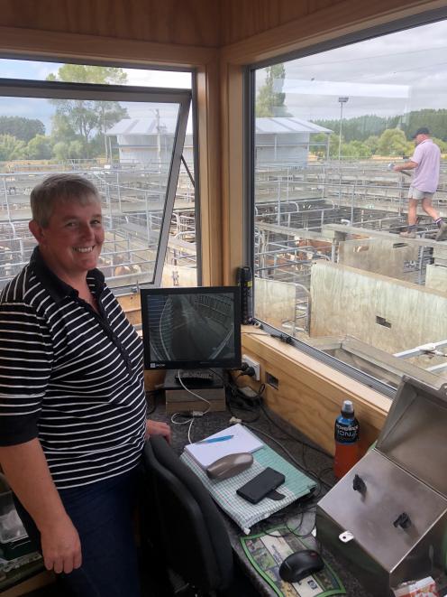 Anna Munro at work at the Temuka saleyards. Photo: George Clark