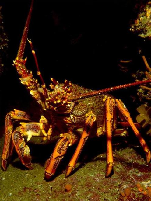 A rock lobster. Photo by John McKoy, NIWA.