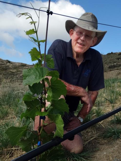 Retired viticulturalist Robin Dicey with a chardonnay vine which has withstood this year’s summer...