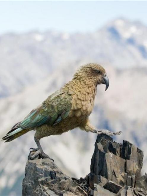 A kea on Avalanche Peak in Arthur's Pass. Photo by Andrew Walmsley.