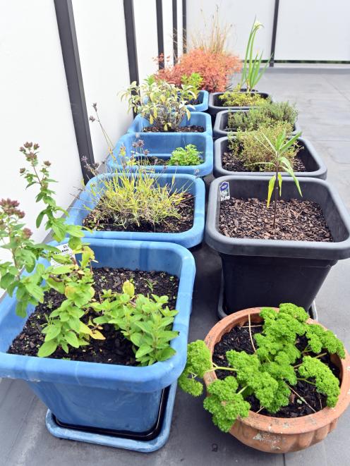 Parsley, oregano, sage, thyme and chives grow in pots on the roof-top balcony. Photos: Linda...