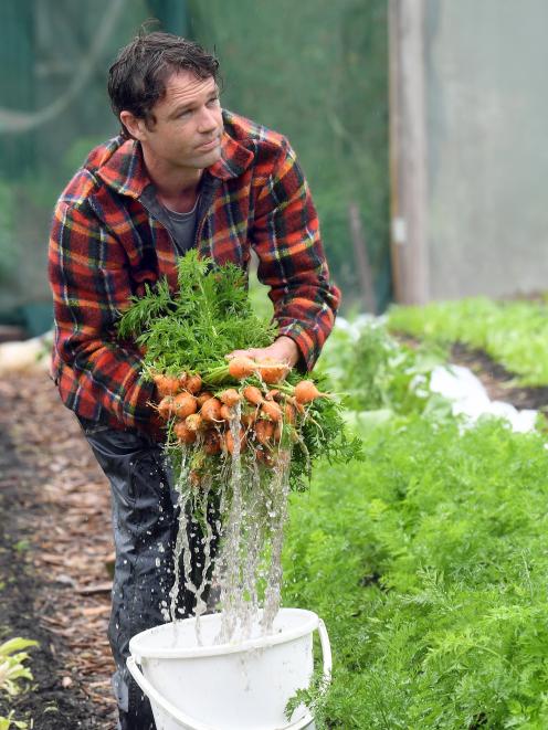 John McCafferty rinses newly harvested produce from his Pleasant River operation. Photo: Stephen...