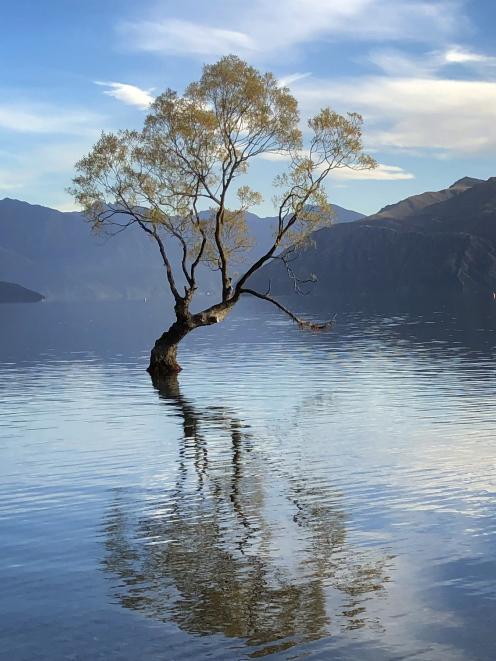 Paul Hanninen, of Finland, was the first to arrive at Lake Wanaka to take a sunrise photo of the Wanaka tree yesterday morning and noticed the tree looked different. Photo: Kerrie Waterworth