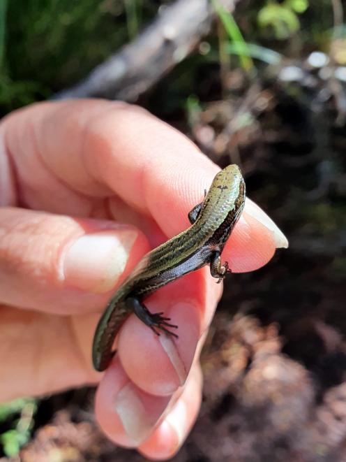 A 1g skink named Tiny Tim is proof of a nationally  critical species’ translocation success in...