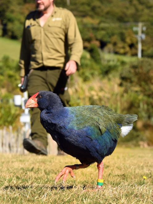 Orokonui Ecosanctuary has closed during lockdown but conservation manager Elton Smith continues...