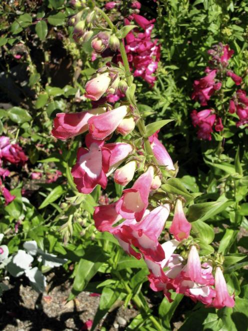 Penstemons pretty much tick all the boxes.PHOTO: SUPPLIED