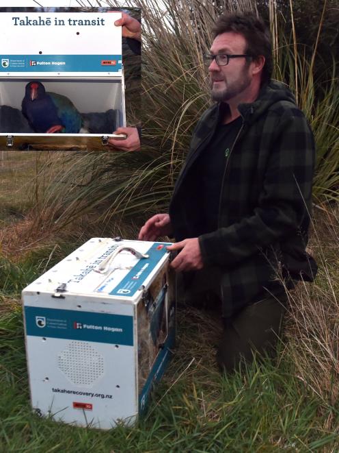 Orokonui Ecosanctuary  conservation manager Elton Smith releases a new male takahe called Bennett...