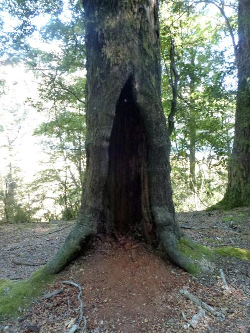 Deep in Middle-earth. Gollum's hollow tree trunk in the ‘‘Forest of Lothlorien’’ of The Lord of...