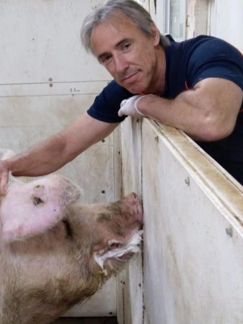 North Canterbury-based pig vet Dr Bruce Welch says the New Zealand pork industry is in good...