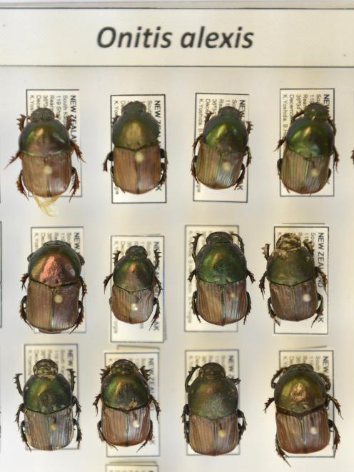 The Onitis alexis, another of the beetles approved for release.